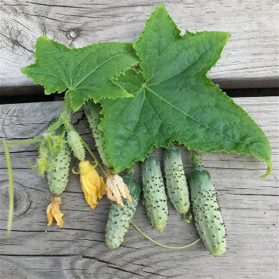 Cornichon