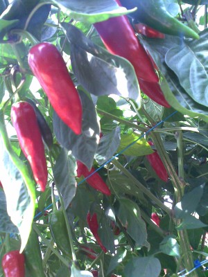 Espelette (Piment)