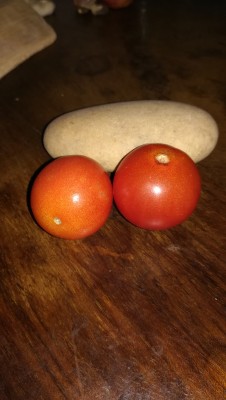 Tomates cocktail ronde (Carole) xxxx