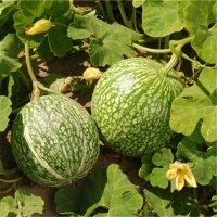 Siam (Courge)