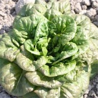 Romaine verte « grasse » (Laitue)
