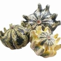 Coloquinte griffe (Courge)
