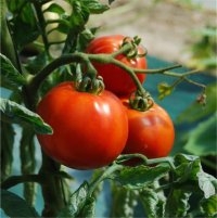 Reine sainte marthe (nectar) (Tomate)