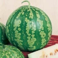Pastèque 'à confiture' (Melon)