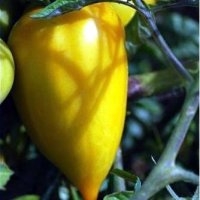 Poivron jaune (Tomate)