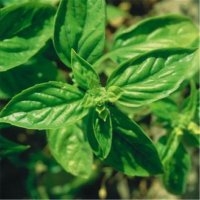 Basilic simple (Aromatique)