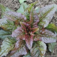 Romaine rouge « oreilles du diable » (Laitue)