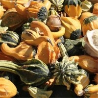 Coloquinte indian mix (Courge)