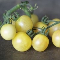 Mirabelle blanche (Tomate)