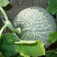 Sucrin tours (Melon)