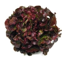 Feuille chêne rouge (Laitue)