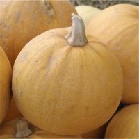 Pomme d'or (Courge)