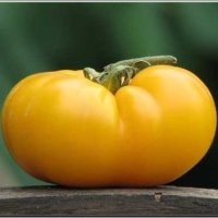 Jaune st vincent (Tomate)