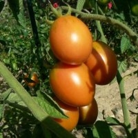 Madagascar (Tomate)