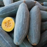 Banana blue (Potiron)