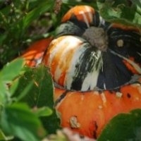 Giraumon (bonnet turc) (Potiron)