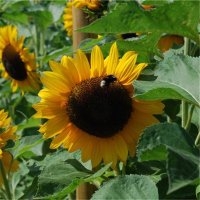 Tournesol californien (Courgette)