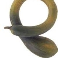 Trombolino d' albinga (Courge)