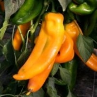 Corno di toro (Piment)