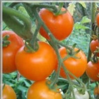 Orange bourgoin (Tomate)
