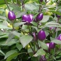 Purple (Piment)