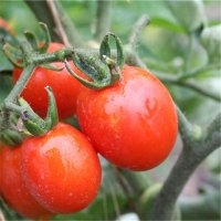 Prince borghèse (Tomate)