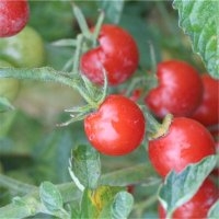 Lilya (Tomate)