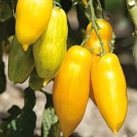 Banana legs (Tomate)
