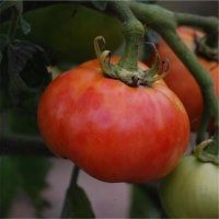 Délicate (Tomate)