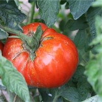 Russe (Tomate)