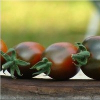 Prune noire (Tomate)