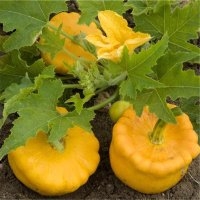 Pâtisson orange (Courge)