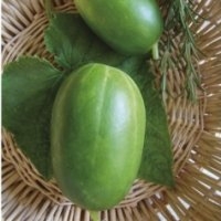 Russie (concombre) (Cornichon)