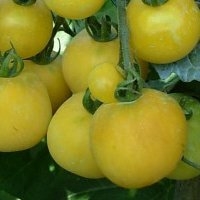 Pêche jaune (Tomate)
