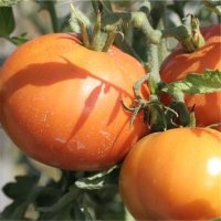 Carotina (Tomate)