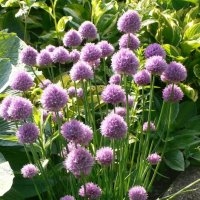 Ciboulette commune (Aromatique)