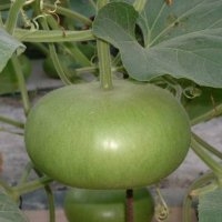 Plate corse (Courge)