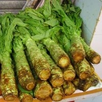 Asperge celtus (Laitue)