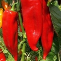 Corno di toro rosso (Piment)