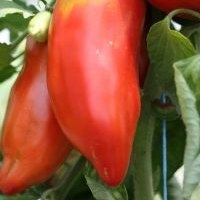 Andine cornue (Tomate)