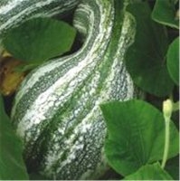 Striped cushaw (Courge)