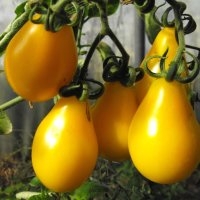 Poire jaune (Tomate)