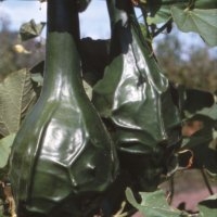 Marenka (Courge)
