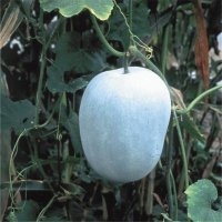Twonga (chinois ou benincasa) (Potiron)