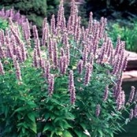 Agastache rugosa (Aromatique)