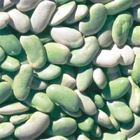 Flageolet nain « touraine » (Haricot)
