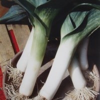 Elboeuf (Poireau)