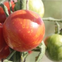 Tigrella bicolore (Tomate)
