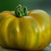Evergreen (Tomate)