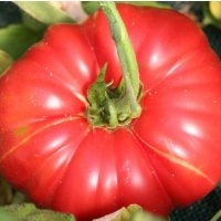 Potiron écarlate (Tomate)